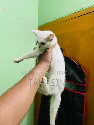1-3 Months Female Mixed Breed American Shorthair