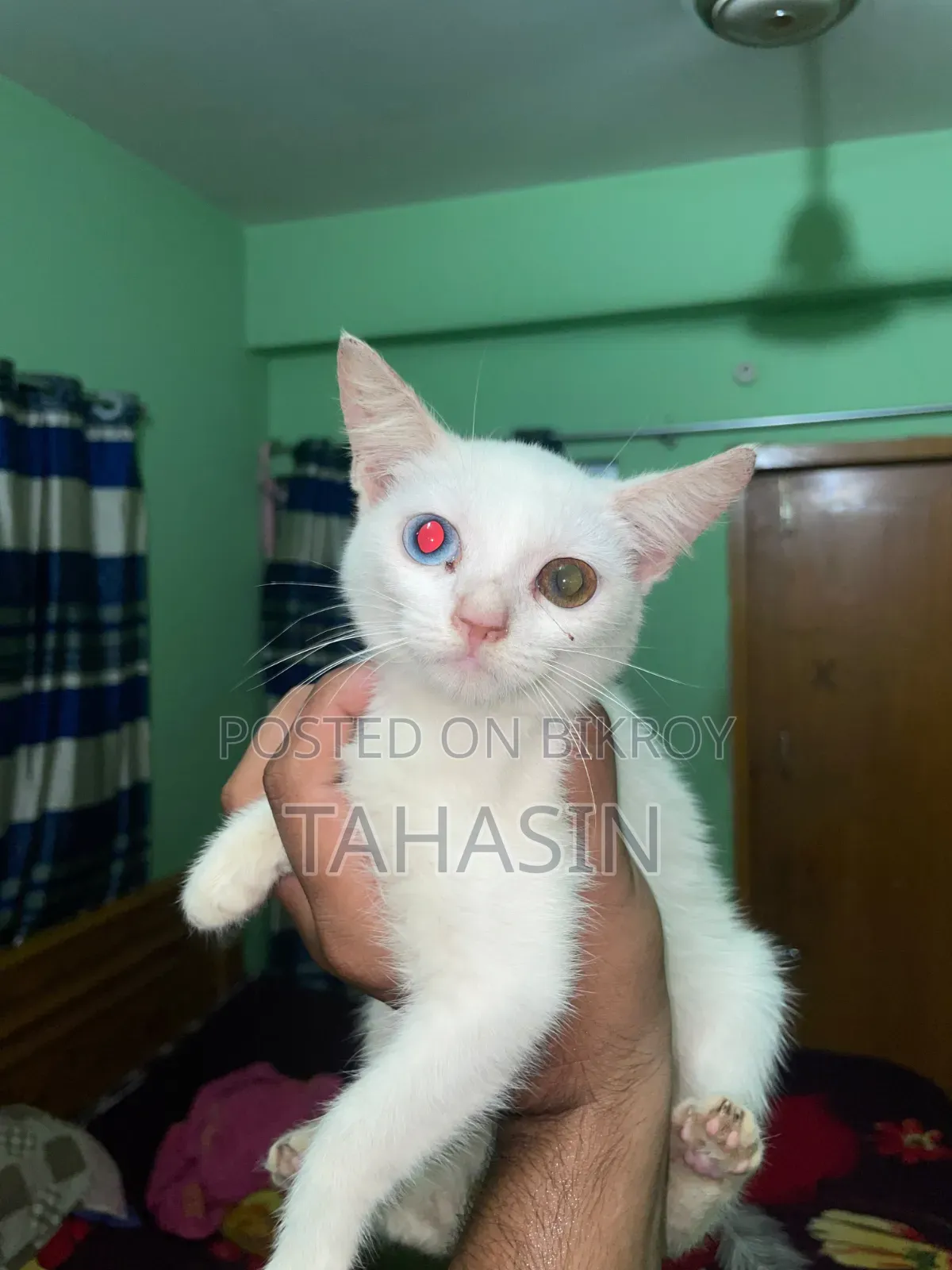 1-3 Months Female Mixed Breed American Shorthair