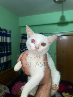 1-3 Months Female Mixed Breed American Shorthair