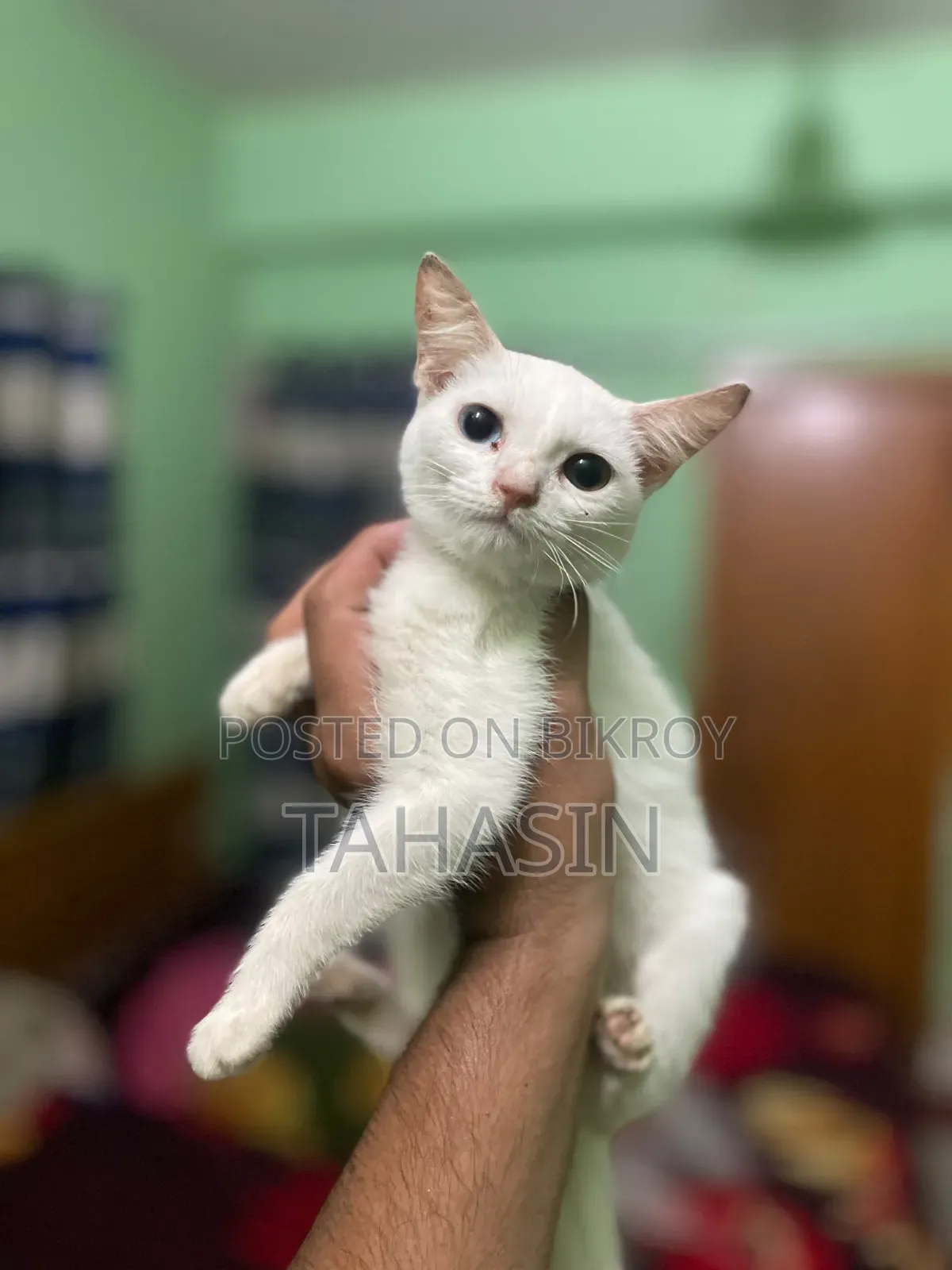 1-3 Months Female Mixed Breed American Shorthair