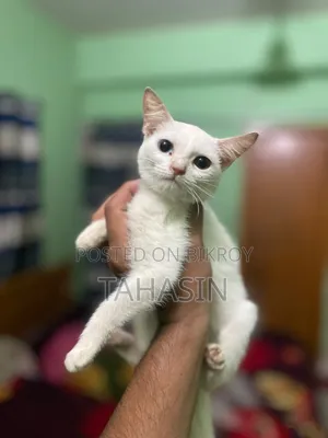 1-3 Months Female Mixed Breed American Shorthair