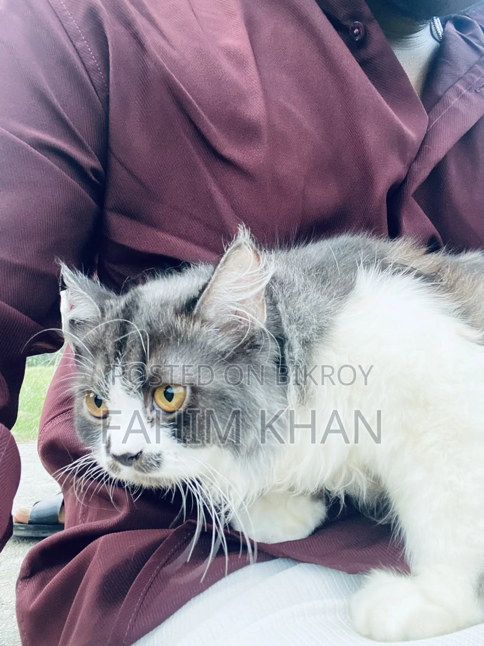 6-12 Months Male Purebred Persian Cat