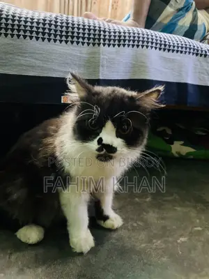 6-12 Months Male Purebred Persian Cat
