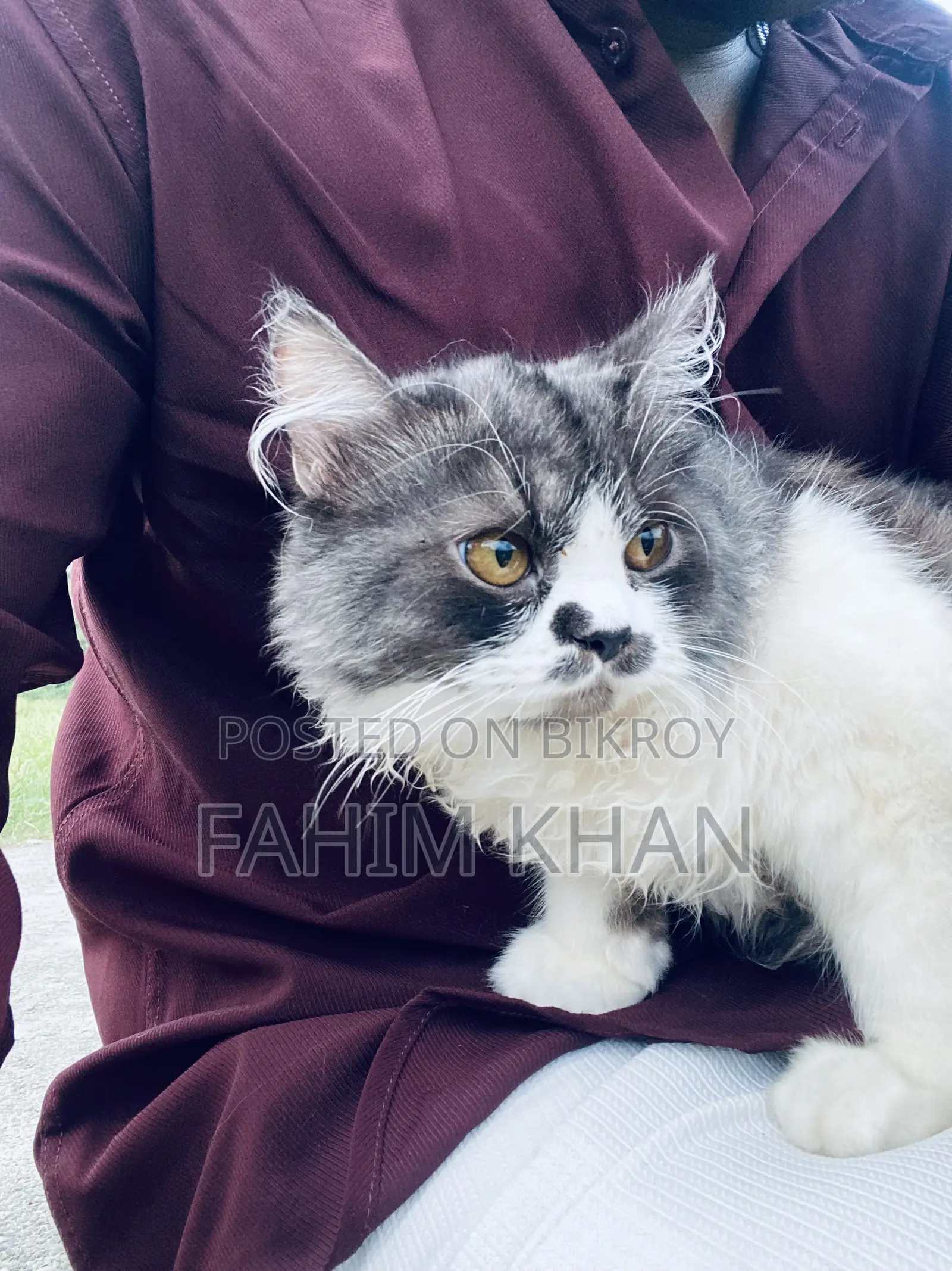 6-12 Months Male Purebred Persian Cat