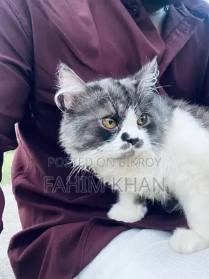6-12 Months Male Purebred Persian Cat