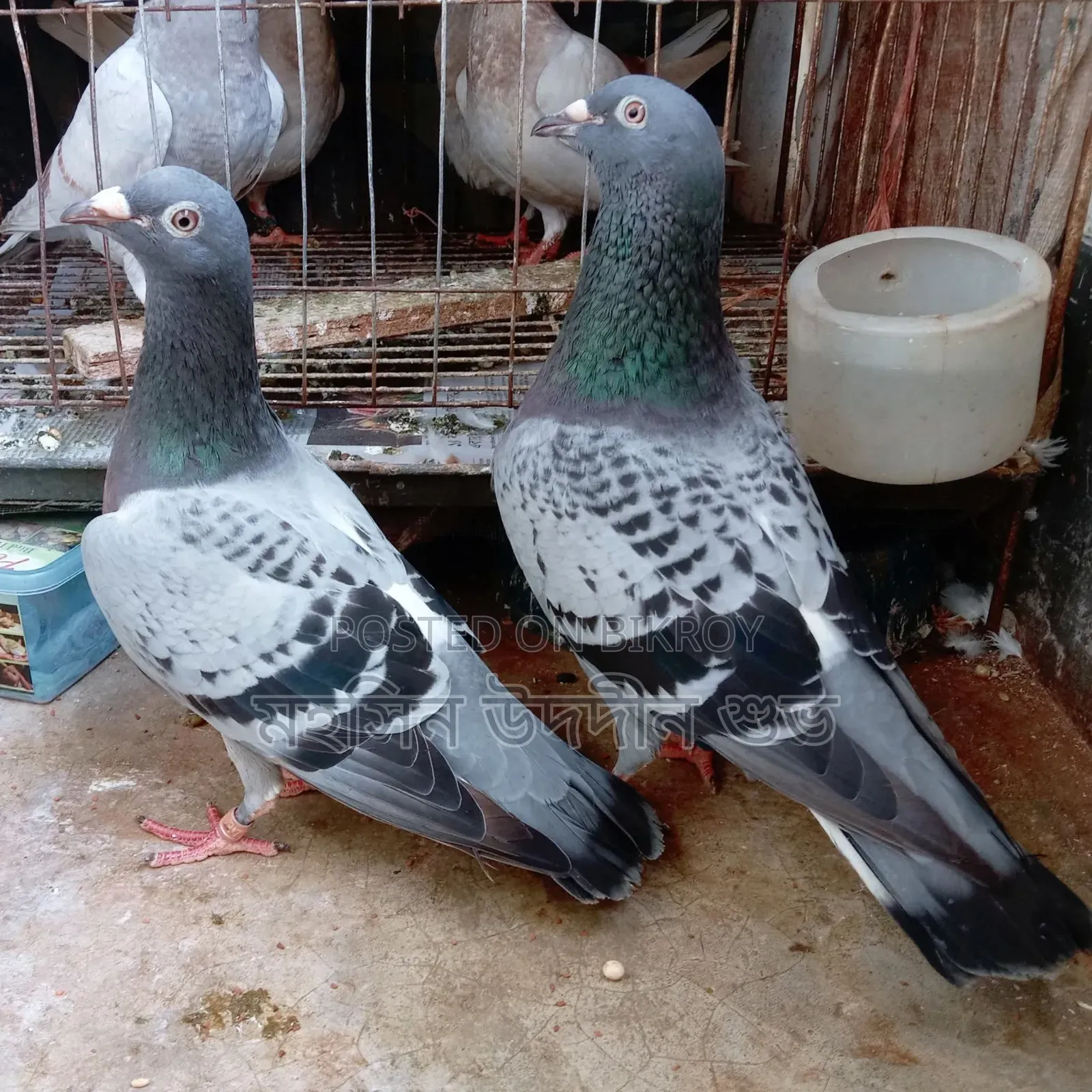 Machi Running Pair