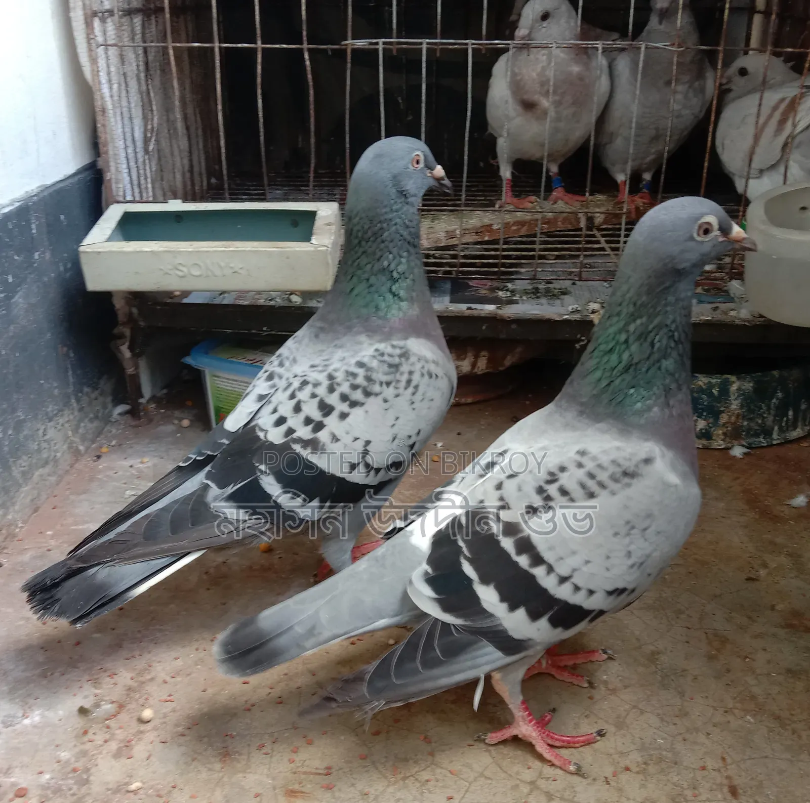 Machi Running Pair