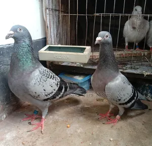 Machi Running Pair