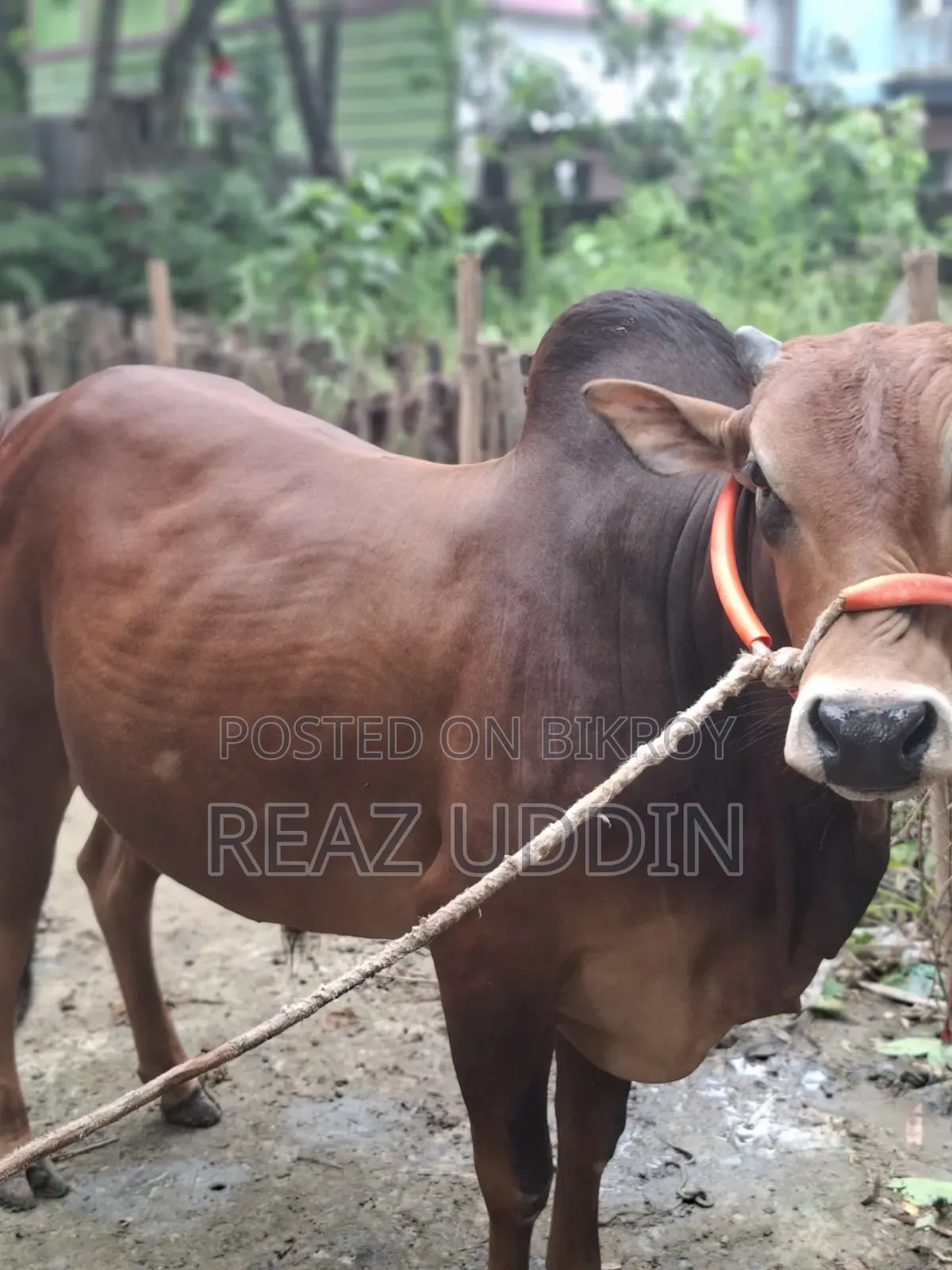 ভালো মাংসের গরু বিক্রয় করা হবে