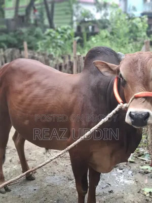Healthy Meat Cattle for Sale
