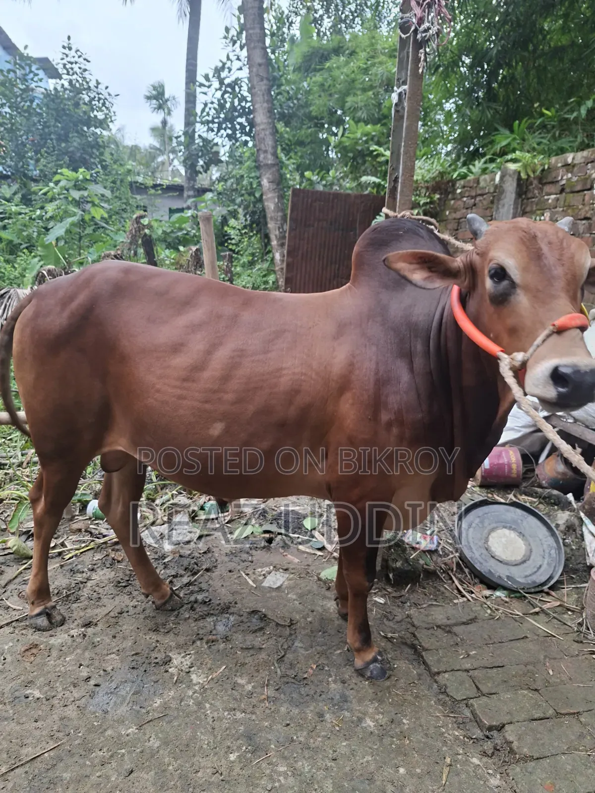 ভালো মাংসের গরু বিক্রয় করা হবে
