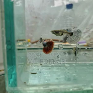 ব্লু বেরি পার্পল ড্রাগন গাপি এবং ড্যাম্বো মোজাইক