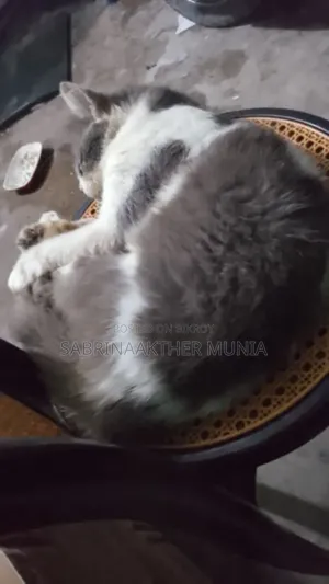 1+ Year Male Purebred Persian