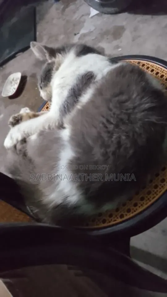 1+ Year Male Purebred Persian