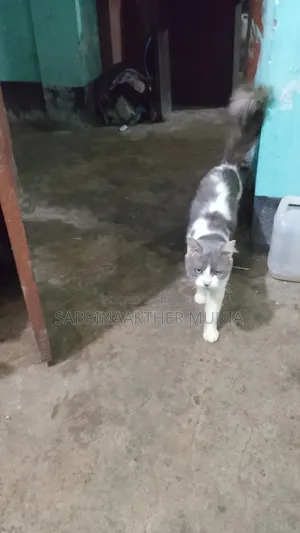 1+ Year Male Purebred Persian