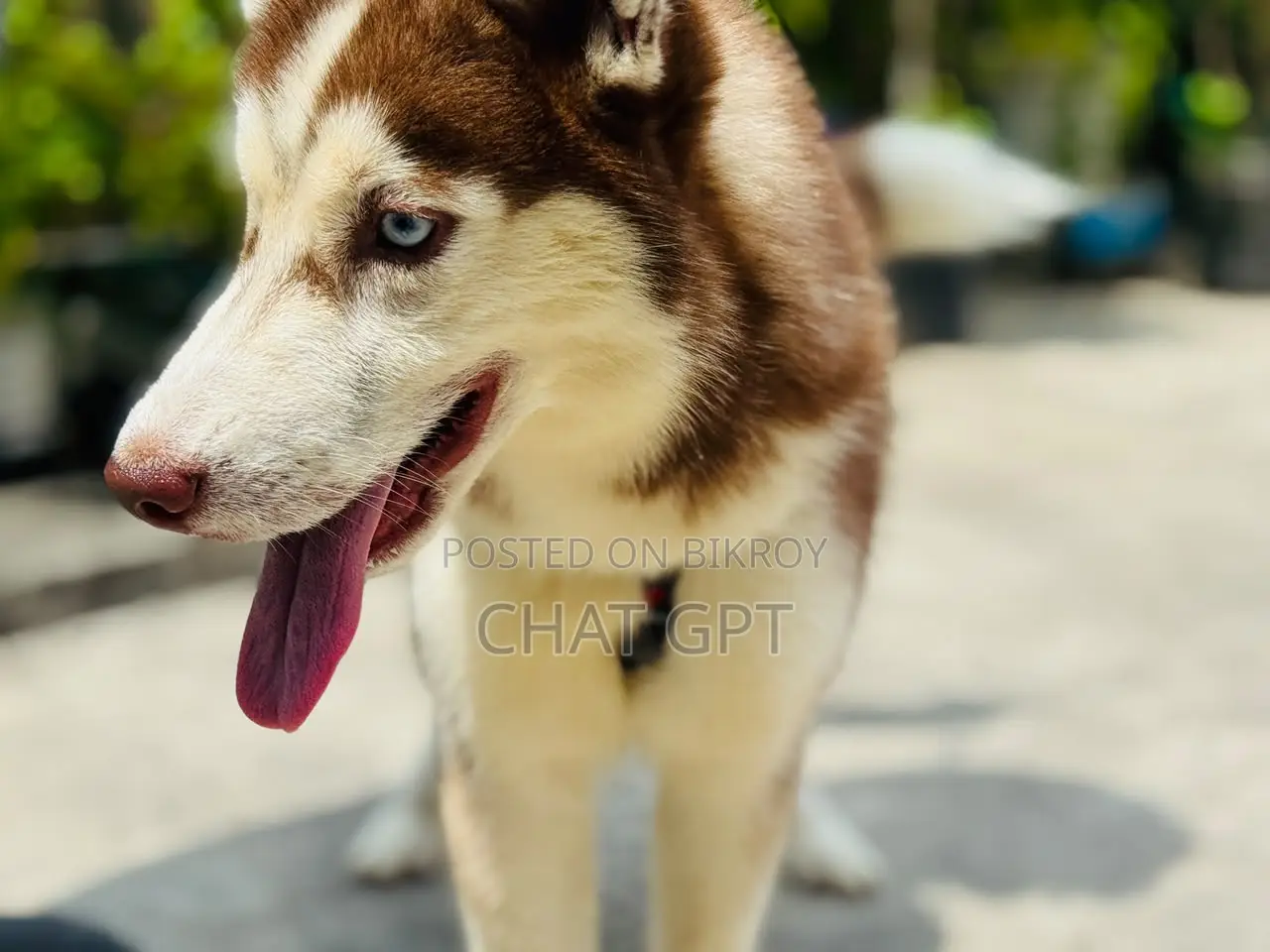 6-12 Months Female Purebred Siberian Husky