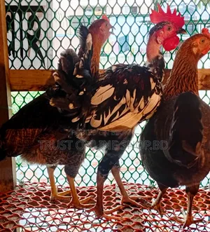 দেশী মুরগী