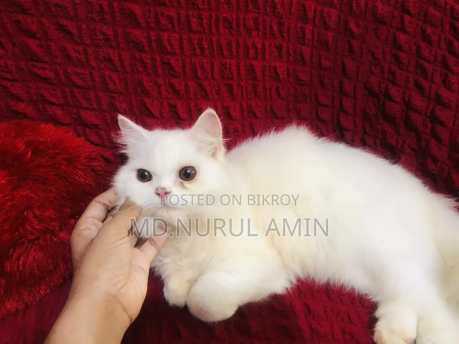 3-6 Months Male Purebred Persian