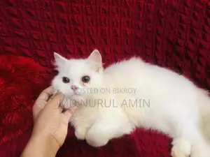 3-6 Months Male Purebred Persian