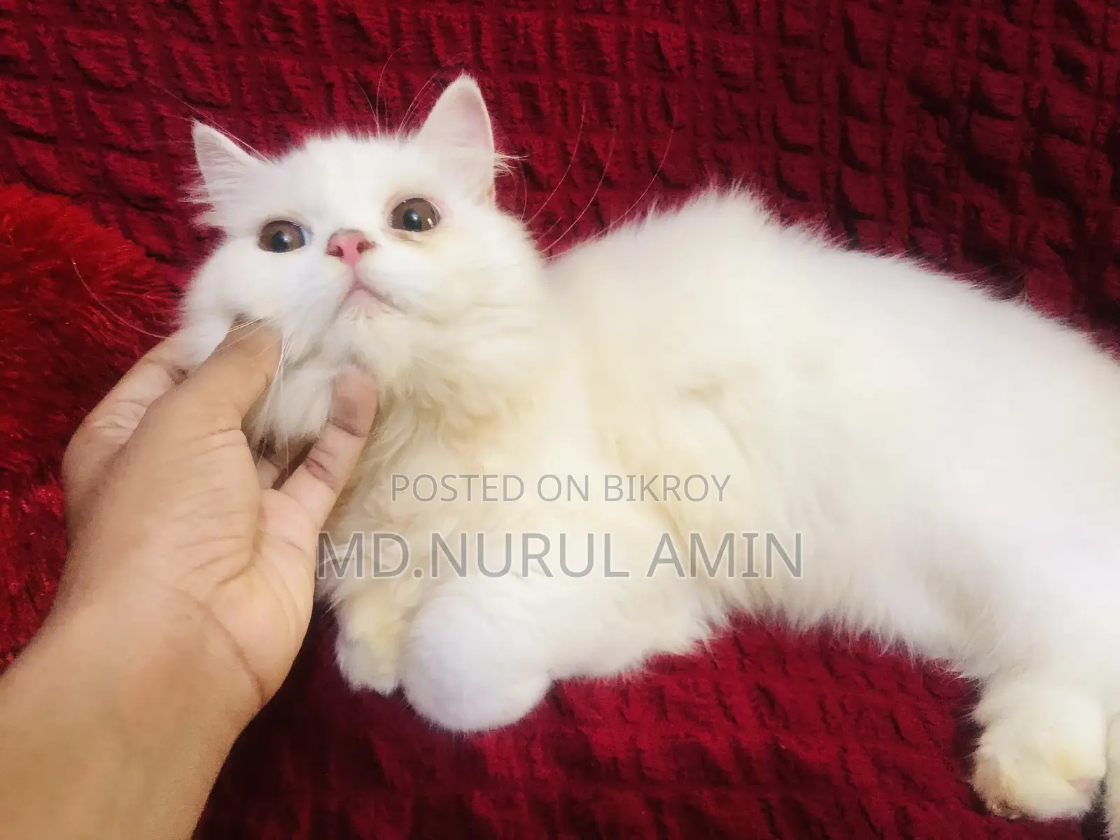 3-6 Months Male Purebred Persian