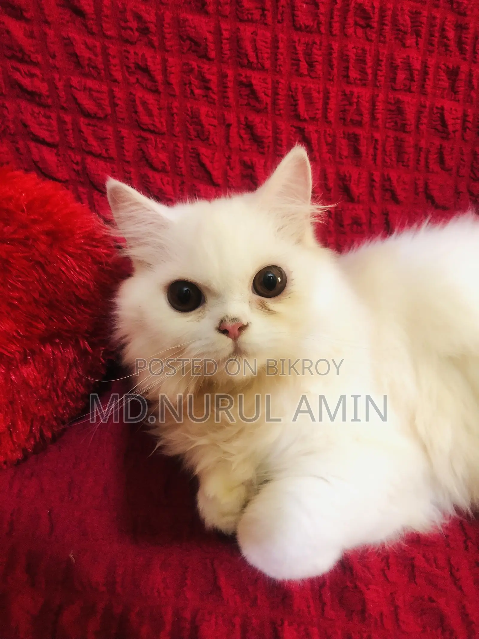 3-6 Months Male Purebred Persian