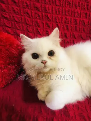 3-6 Months Male Purebred Persian