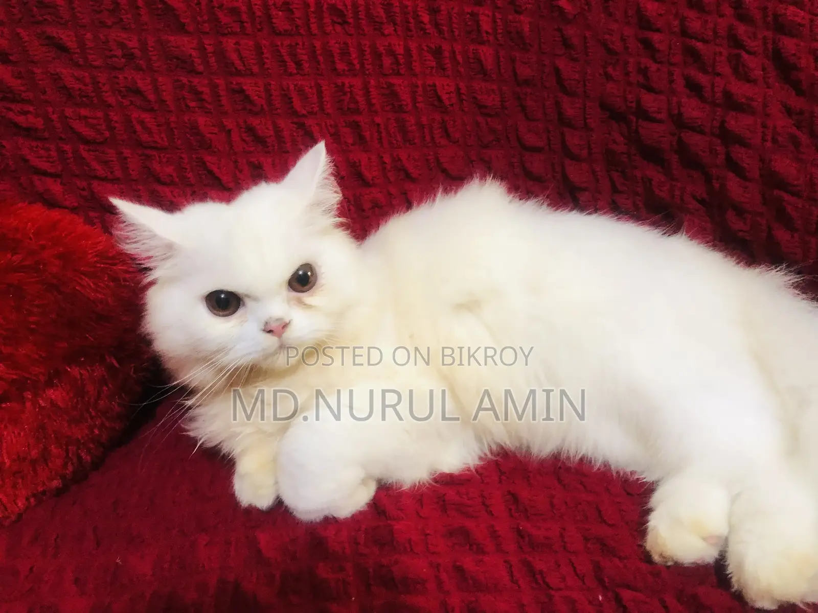 3-6 Months Male Purebred Persian