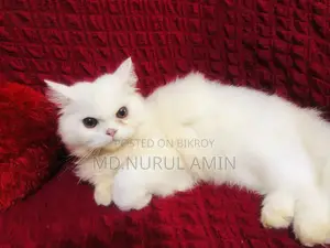3-6 Months Male Purebred Persian