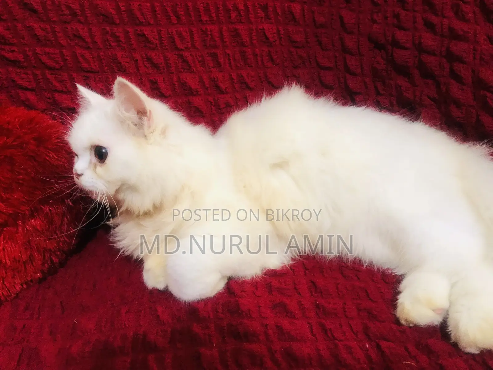 3-6 Months Male Purebred Persian