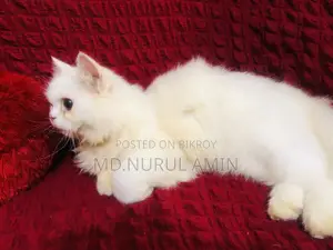 3-6 Months Male Purebred Persian