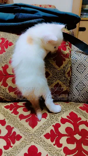 ০-১ মাস বয়সী মাদী মিক্সড ব্রিড পার্সিয়ান
