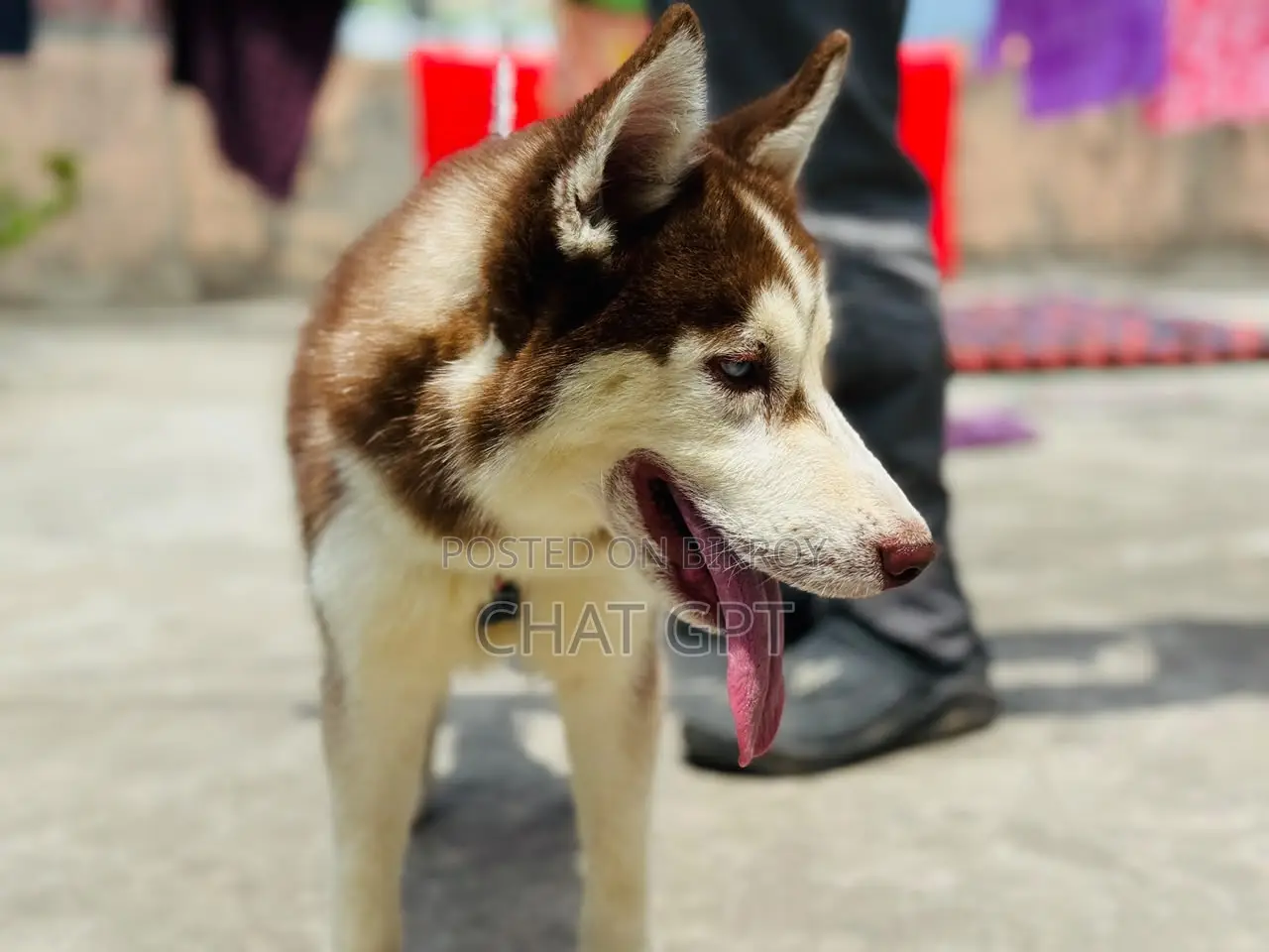 6-12 Months Female Purebred Siberian Husky