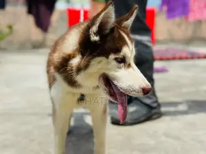 6-12 Months Female Purebred Siberian Husky