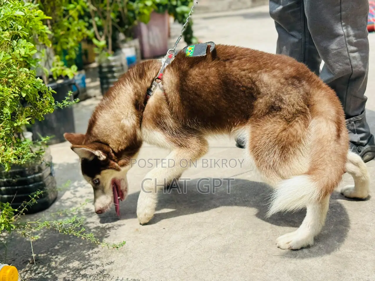 6-12 Months Female Purebred Siberian Husky