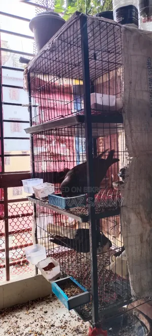 Pigeon cage for sale