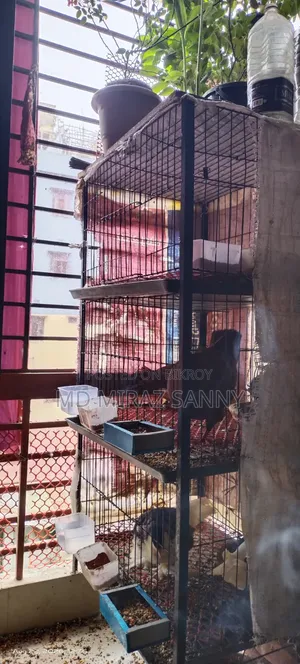 Pigeon cage for sale