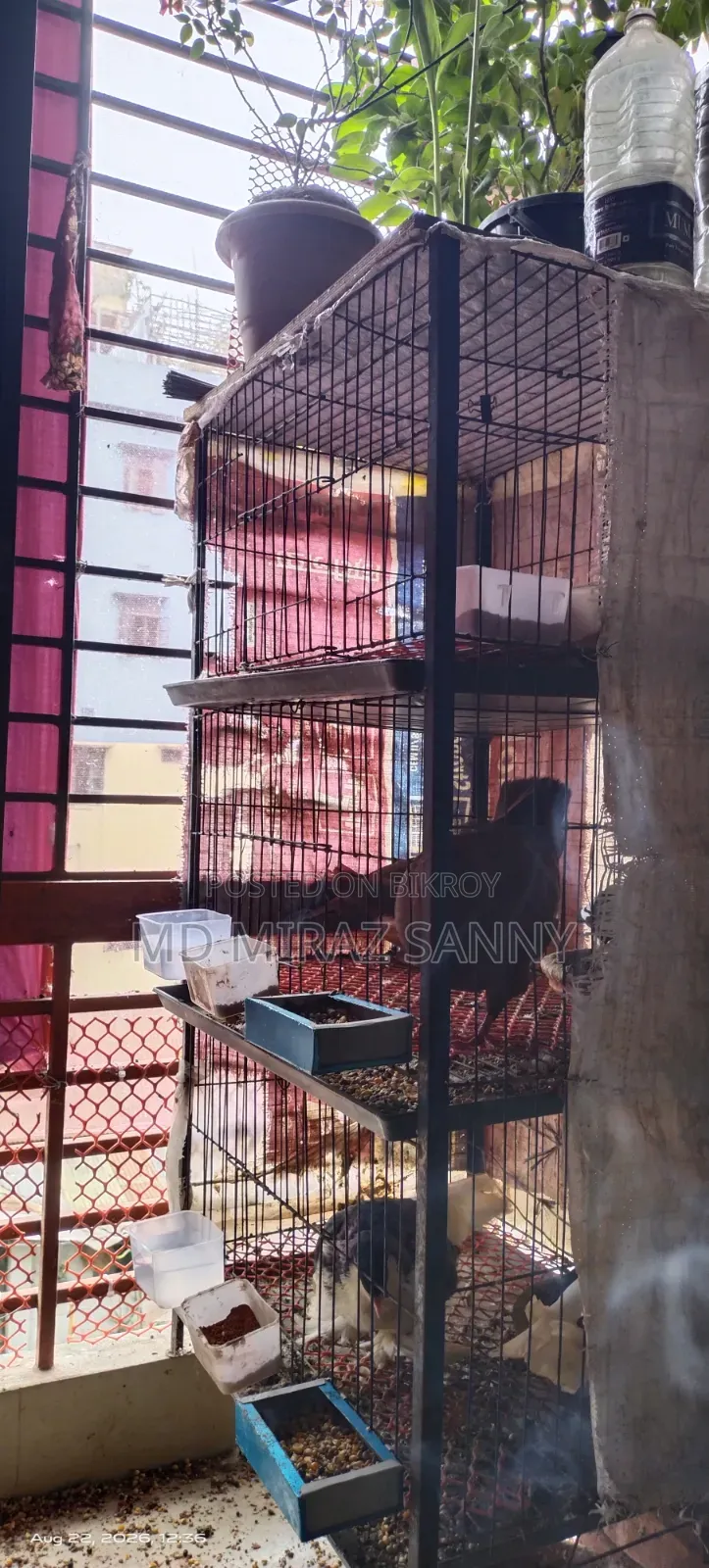 Pigeon cage for sale