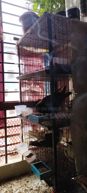 Pigeon cage for sale