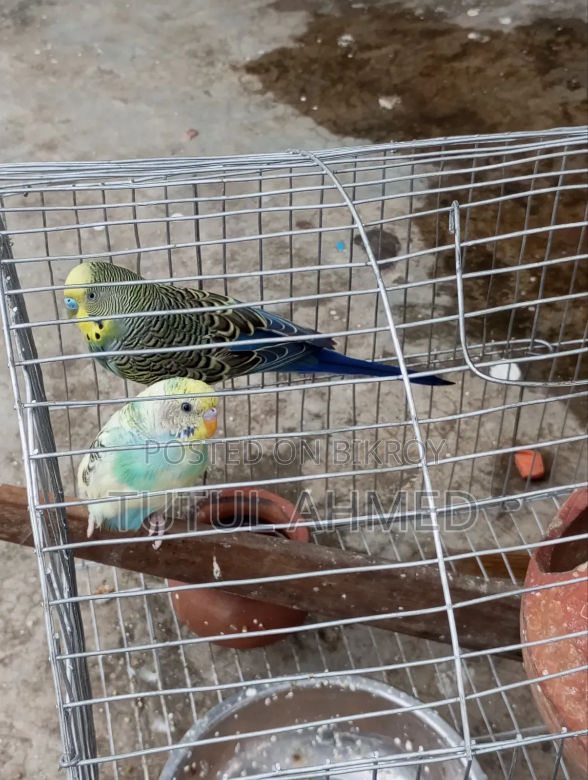 Budgerigar