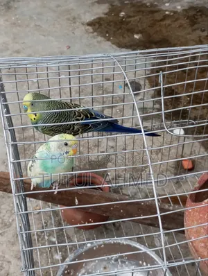 Budgerigar
