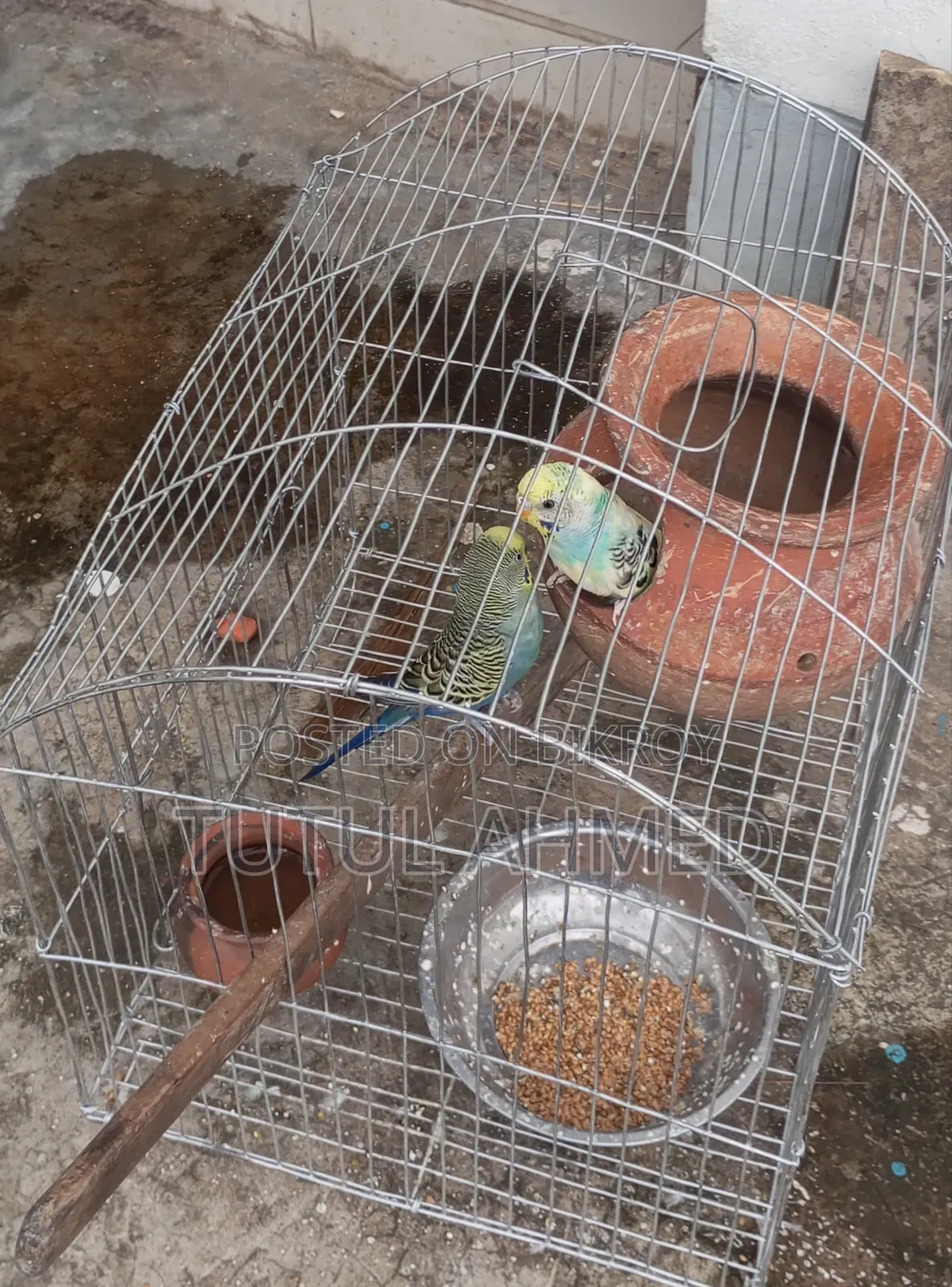 Budgerigar