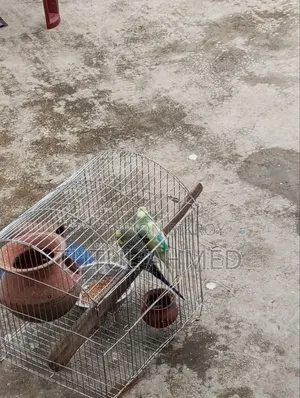 Budgerigar