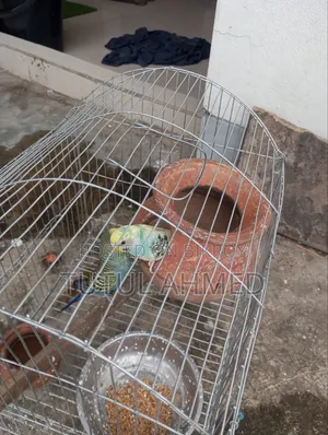Budgerigar