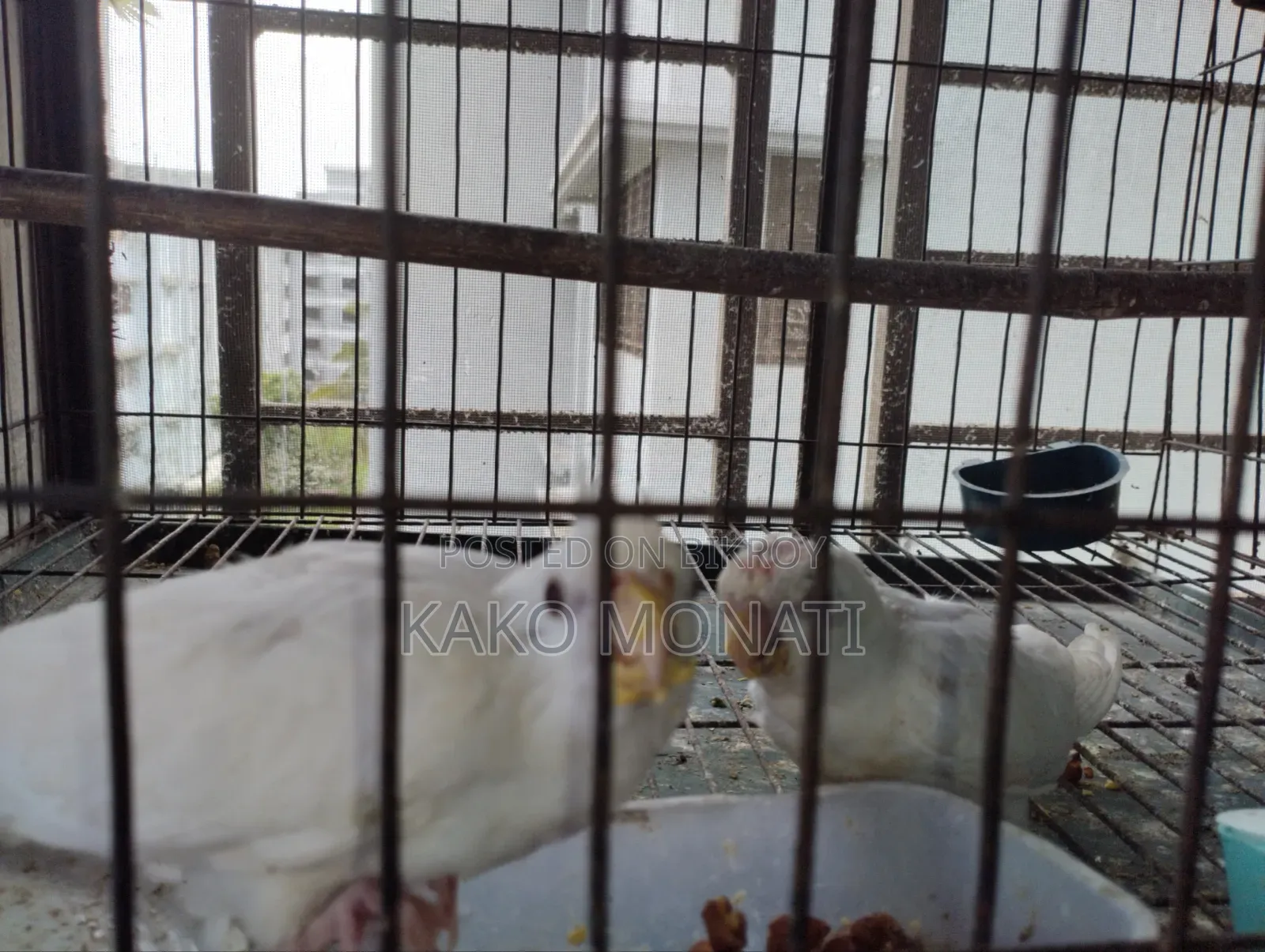 কোকাটেল পাখি