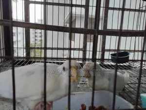 কোকাটেল পাখি