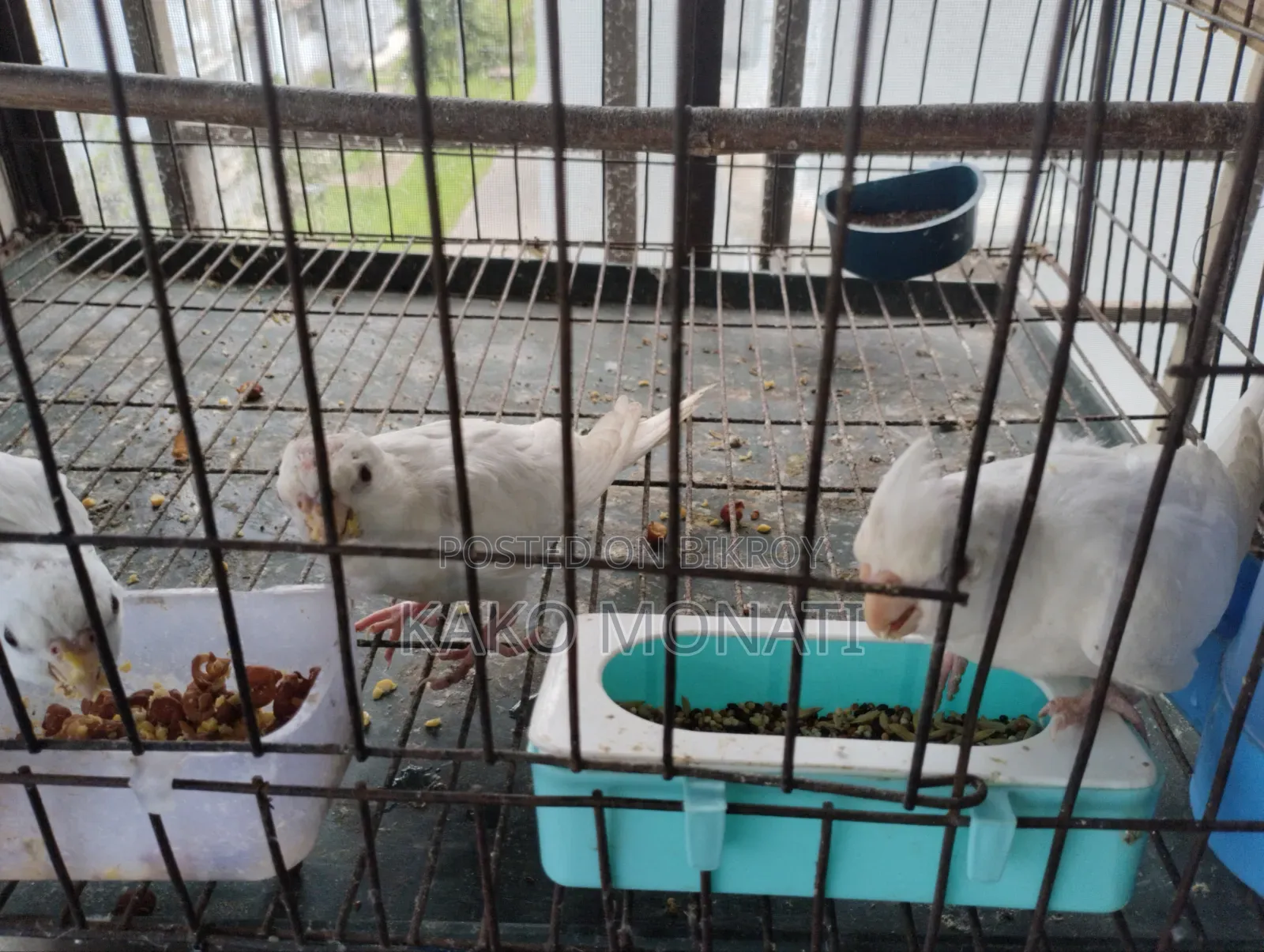 কোকাটেল পাখি