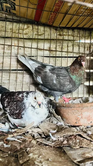 Pigeons for Sale