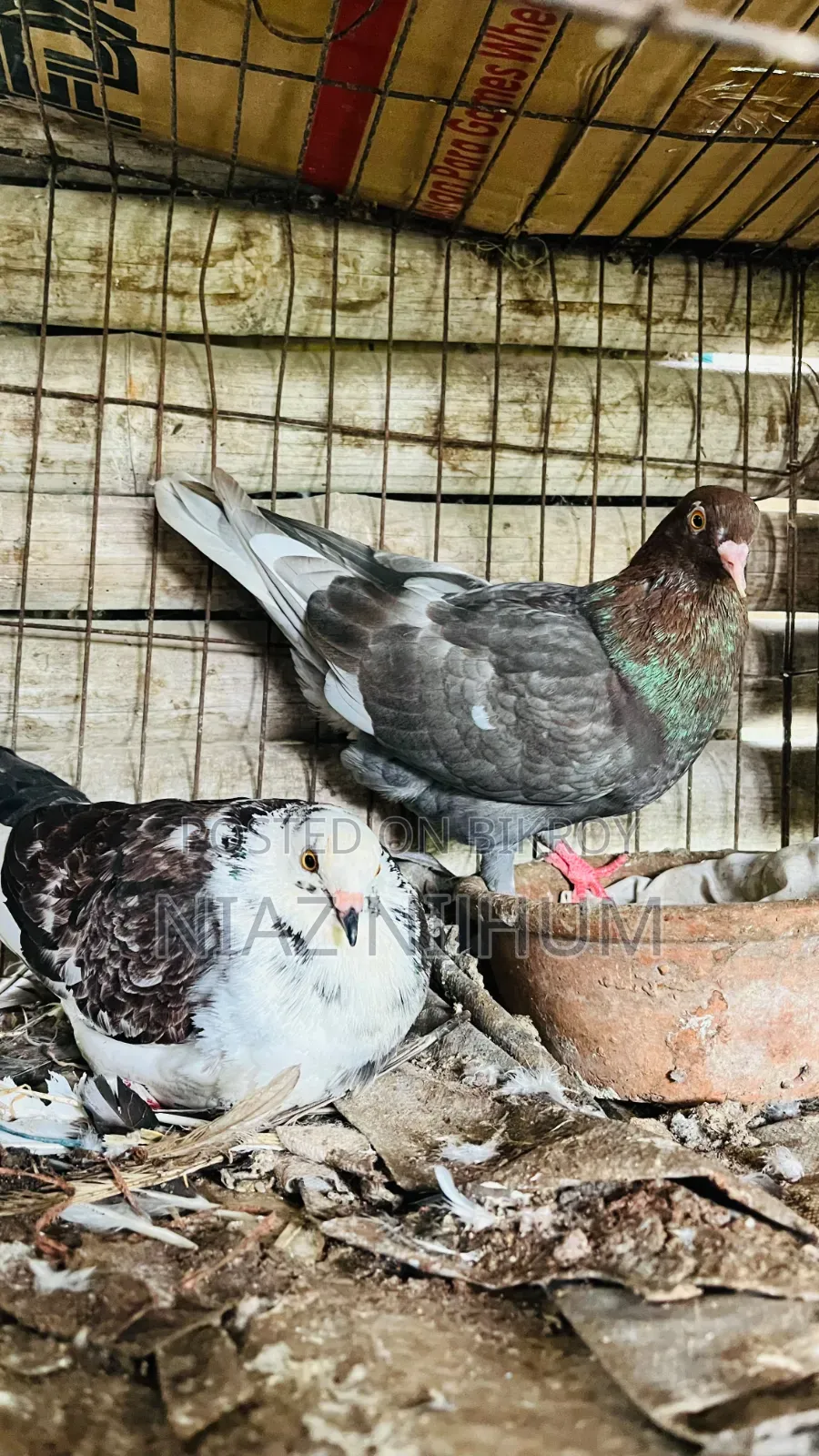 Pigeons for Sale