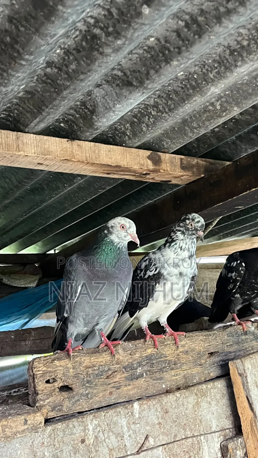 Pigeons for Sale