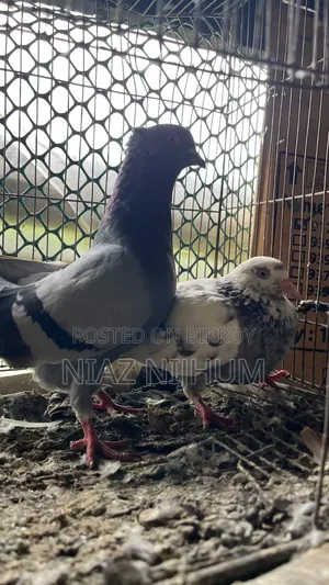 Pigeons for Sale